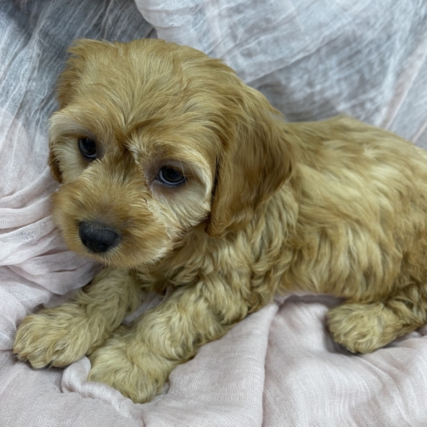 puppies for sale in boca raton