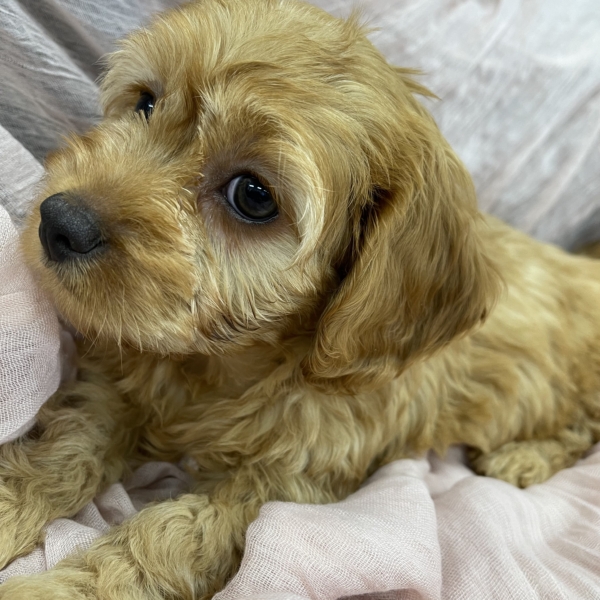 puppies for sale in boca raton