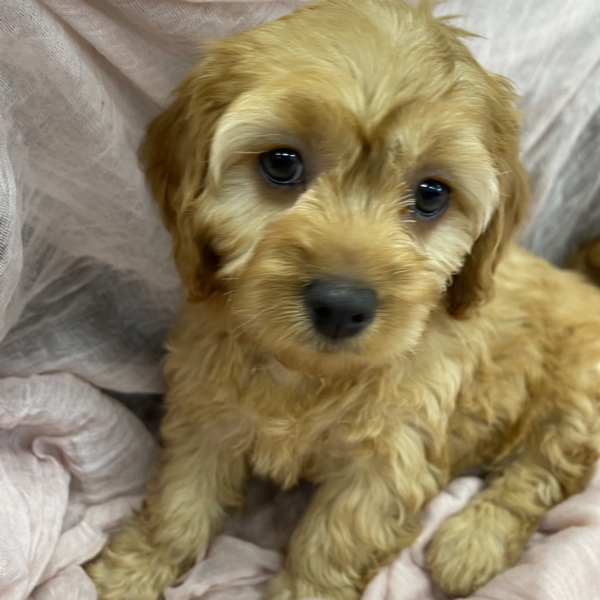 puppies for sale in boca raton