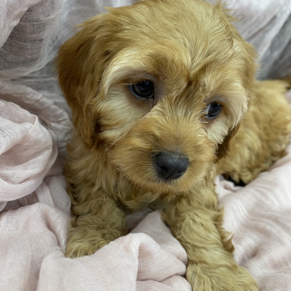 puppies for sale in boca raton