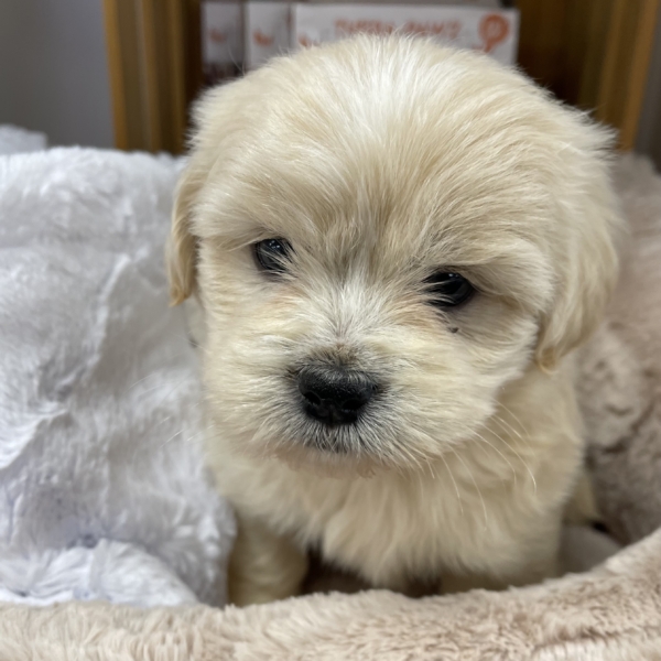 puppies for sale in boca raton