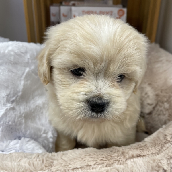 puppies for sale in boca raton