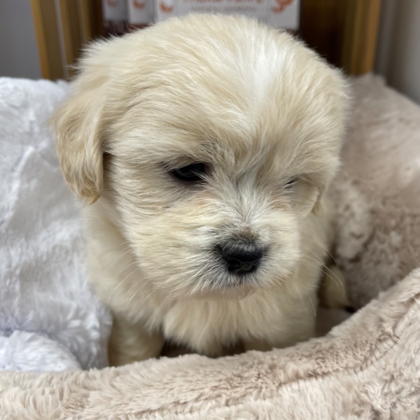 puppies for sale in boca raton