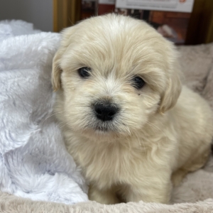 puppies for sale in boca raton