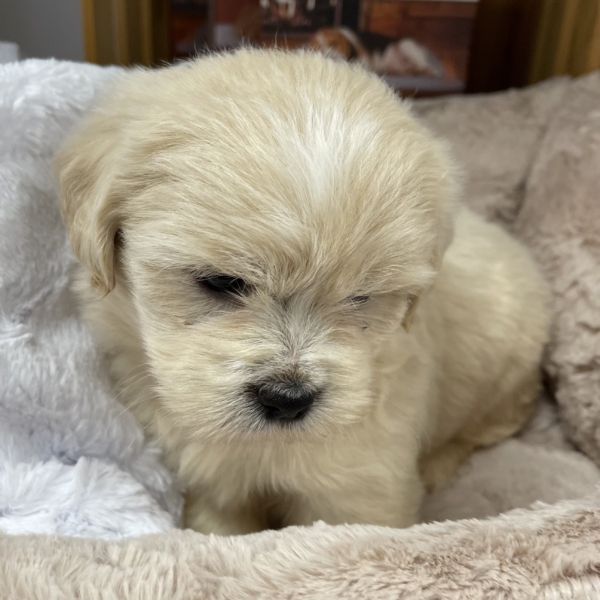 puppies for sale in boca raton