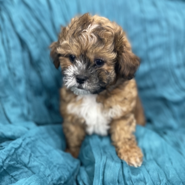 puppies for sale in boca raton