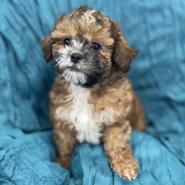 puppies for sale in boca raton