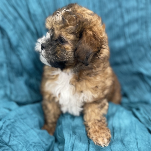 puppies for sale in boca raton