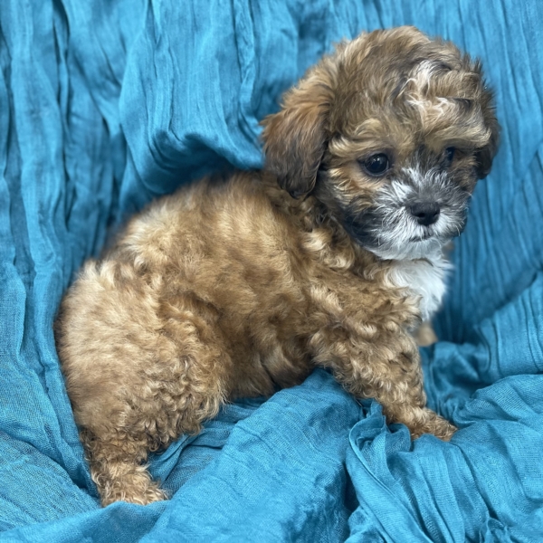 puppies for sale in boca raton