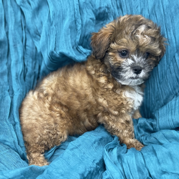 puppies for sale in boca raton