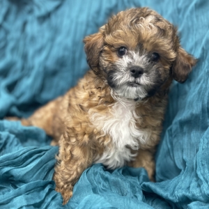 puppies for sale in boca raton