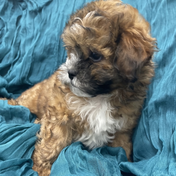 puppies for sale in boca raton