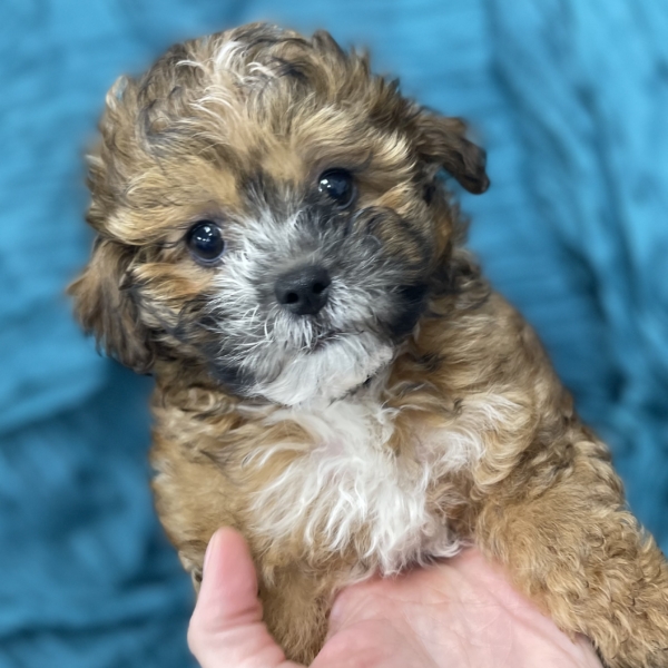 puppies for sale in boca raton