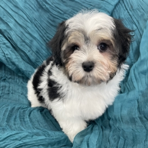 puppies for sale in boca raton