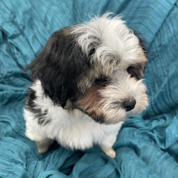 puppies for sale in boca raton