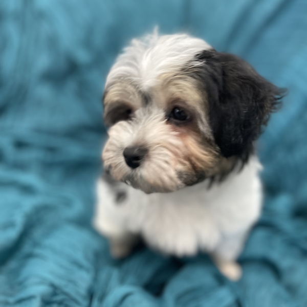 puppies for sale in boca raton