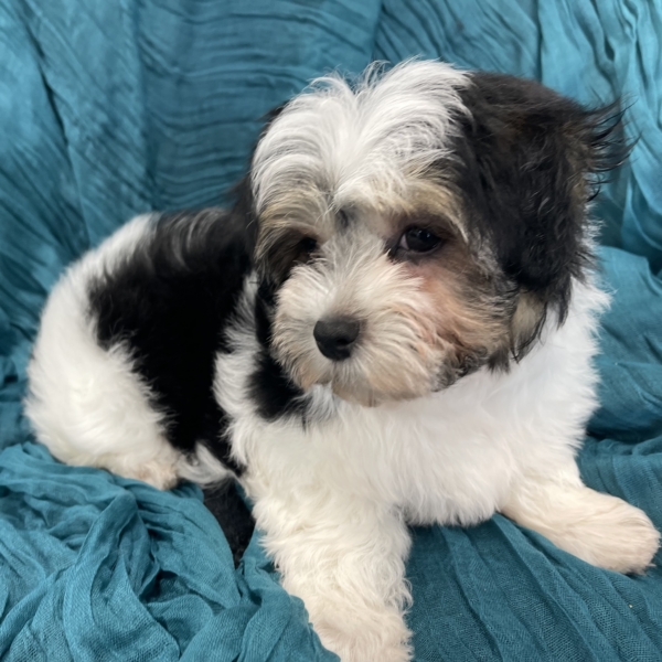 puppies for sale in boca raton