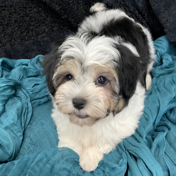 puppies for sale in boca raton