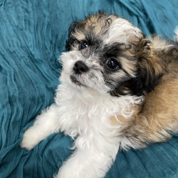 puppies for sale in boca raton