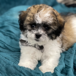 puppies for sale in boca raton