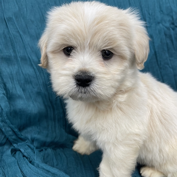 puppies for sale in boca raton