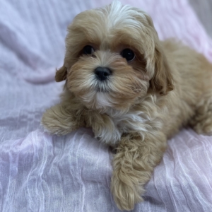 puppies for sale in boca raton