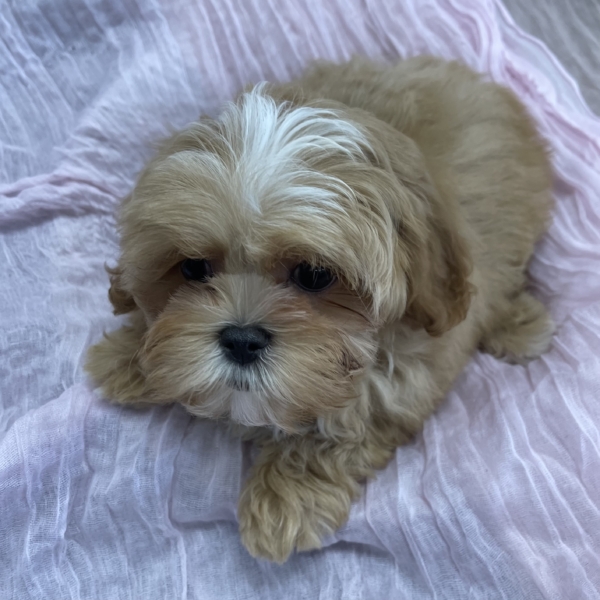 puppies for sale in boca raton