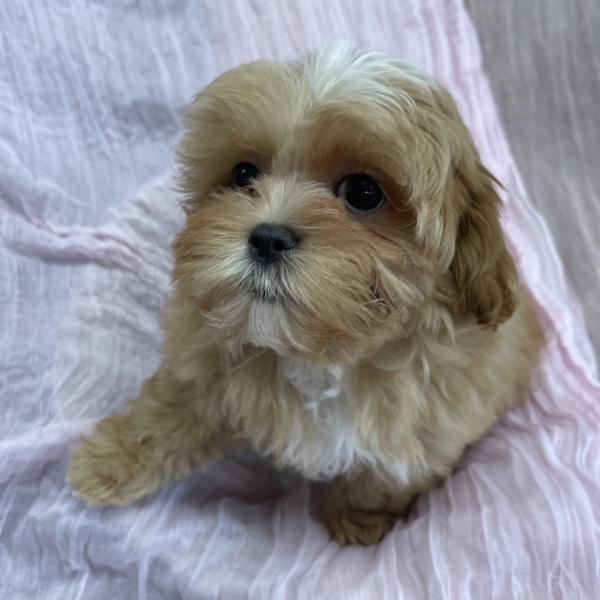 puppies for sale in boca raton