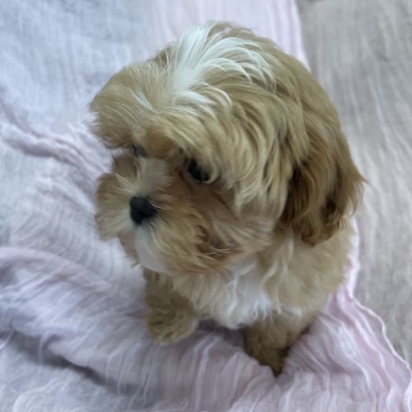 puppies for sale in boca raton