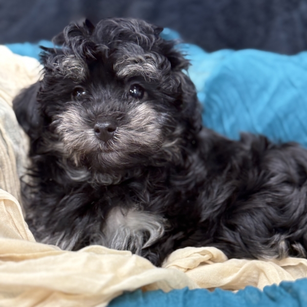 puppies for sale in boca raton