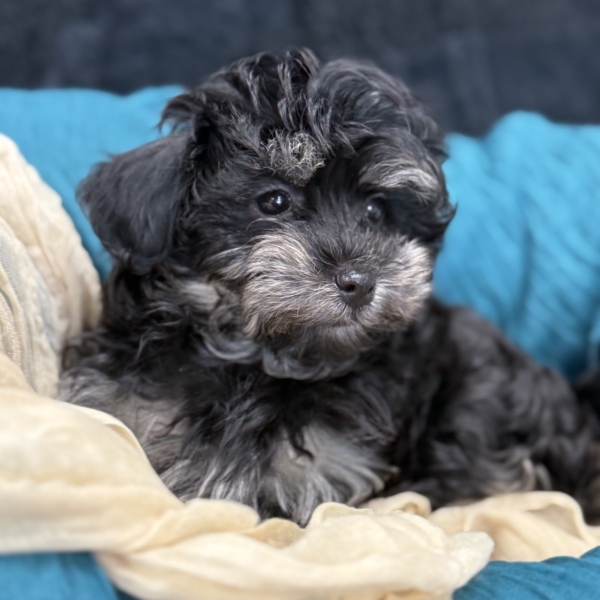 puppies for sale in boca raton