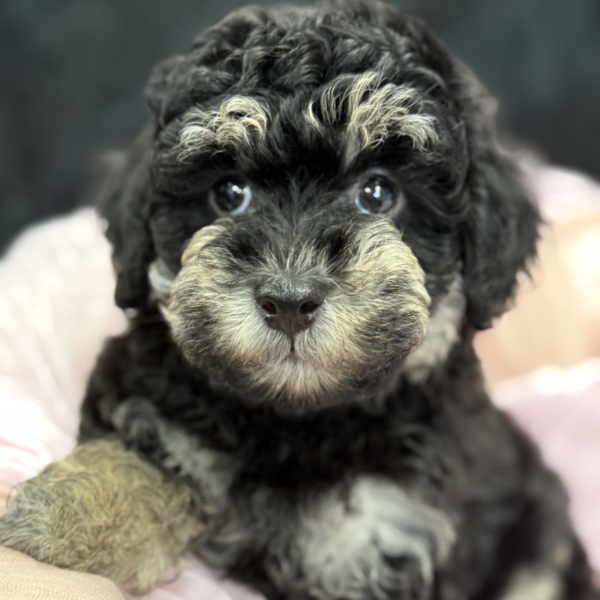 puppies for sale in boca raton