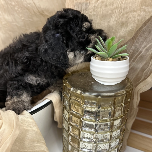 puppies for sale in boca raton