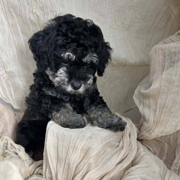 puppies for sale in boca raton