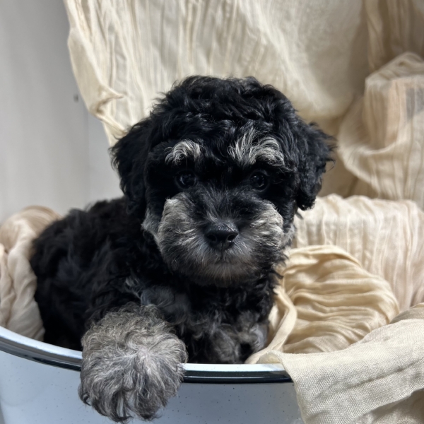 puppies for sale in boca raton