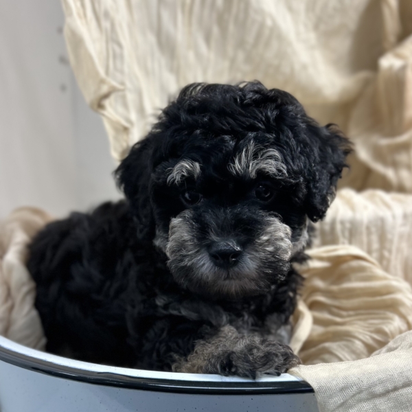 puppies for sale in boca raton