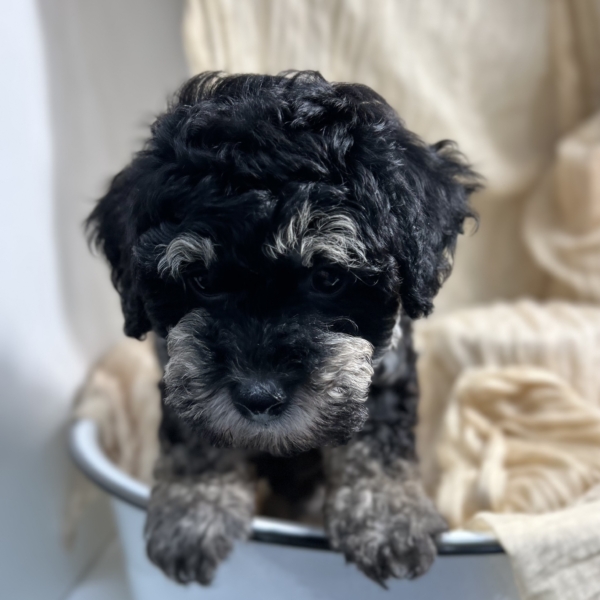 puppies for sale in boca raton