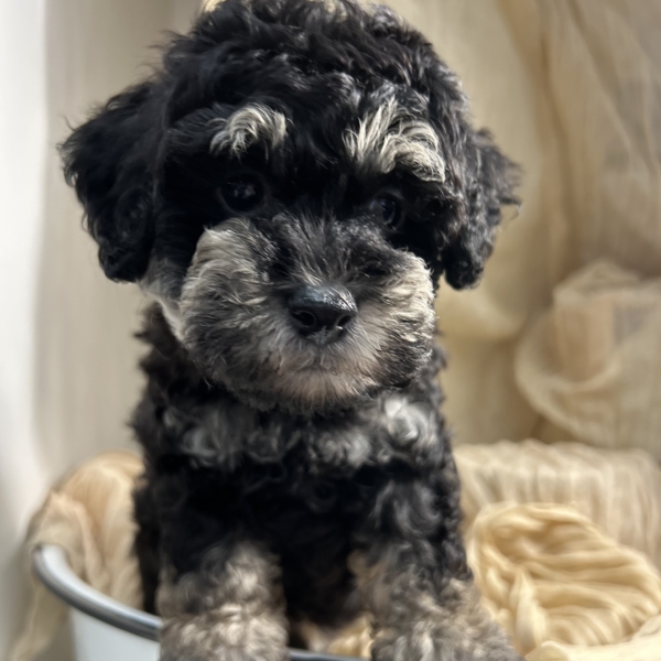 puppies for sale in boca raton