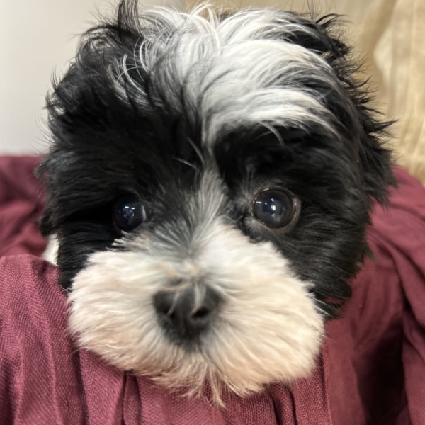 puppies for sale in boca raton