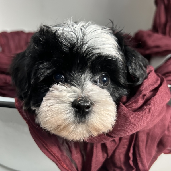 puppies for sale in boca raton