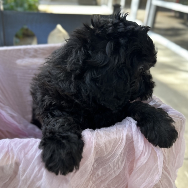 puppies for sale in boca raton