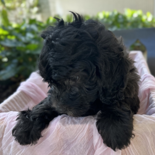 puppies for sale in boca raton