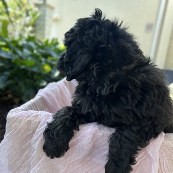 puppies for sale in boca raton