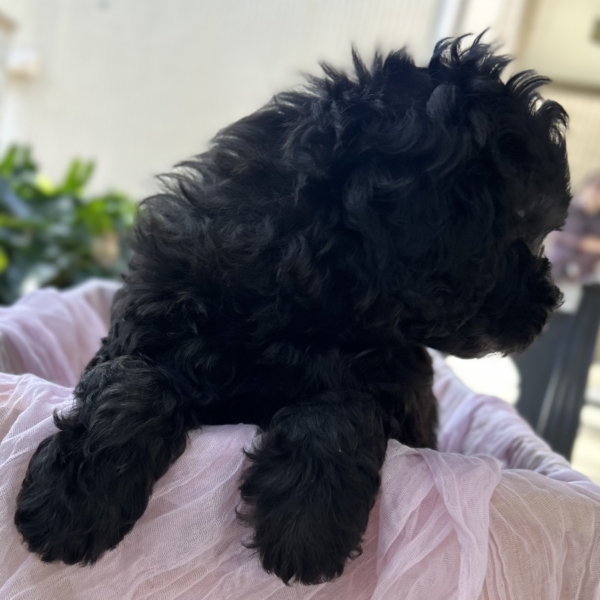 puppies for sale in boca raton