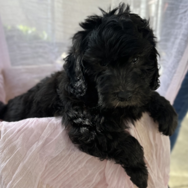 puppies for sale in boca raton