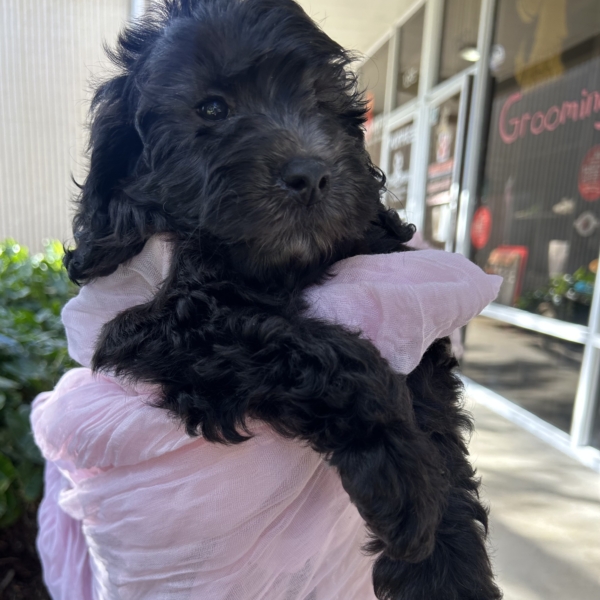 puppies for sale in boca raton