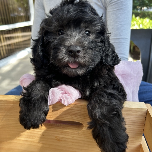 puppies for sale in boca raton