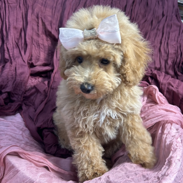 puppies for sale in boca raton