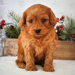 puppies for sale in boca raton