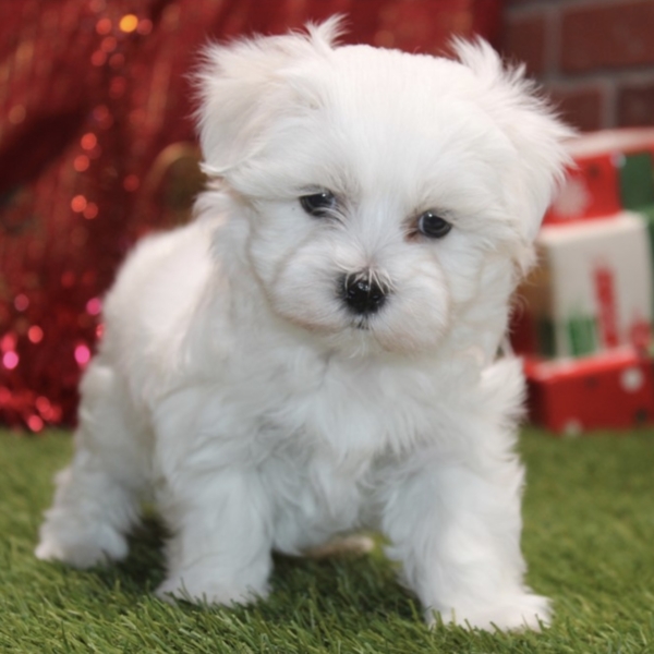 puppies for sale in boca raton